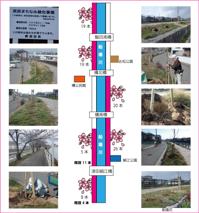 船場川の桜と紫陽花