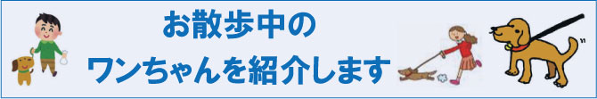 お散歩中ワンちゃん紹介