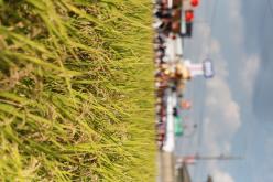 OHIROME_0249.JPG